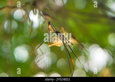 Unscharfer natürlicher Bokeh-Hintergrund. Bokeh abstrakter Unschärfe Hintergrund. Natur verschwommener Herbsthintergrund Stockfoto