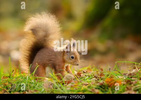 Red Eichhörnchen (Sciurus vulgaris) auf der Suche in herbstlichen Wäldern im RSPB Loch Leven Naturschutzgebiet, Schottland. Stockfoto