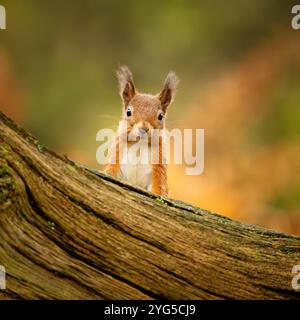 Red Eichhörnchen (Sciurus vulgaris) auf der Suche in herbstlichen Wäldern im RSPB Loch Leven Naturschutzgebiet, Schottland. Stockfoto