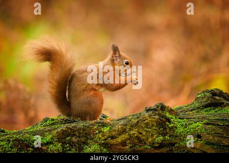 Red Eichhörnchen (Sciurus vulgaris), die im herbstlichen Wald im RSPB Loch Leven Naturschutzgebiet, Kinross, Fife, Schottland auf der Suche sind. Stockfoto