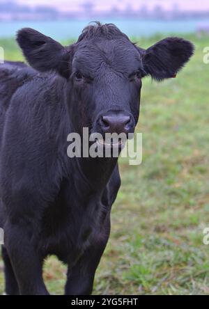 Schwarze Kuh hautnah Stockfoto