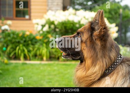 Glücklicher Schäferhund mit langen Haaren auf grünem Gras vor einem Haus. Schwarze Nase, braune Augen, umgeben von Blumen. Unscharfer Hintergrund. I Stockfoto