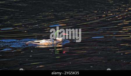 Goosander (Mergus merganser), männlich am Fluss Nith, Dumfries, SW Schottland Stockfoto