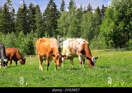 Kühe, die an einem sonnigen Sommertag auf grünem Grasfeld am Waldrand weiden. Stockfoto