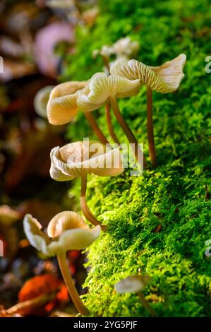 Mycena galericulata (Mycena galericulata) Pilze wachsen auf einem moosbedeckten Baumstamm in einem Wald im South Downs National Park, West Sussex, England. Stockfoto