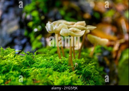 Mycena galericulata (Mycena galericulata) Pilze wachsen auf einem moosbedeckten Baumstamm in einem Wald im South Downs National Park, West Sussex, England. Stockfoto
