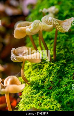 Mycena galericulata (Mycena galericulata) Pilze wachsen auf einem moosbedeckten Baumstamm in einem Wald im South Downs National Park, West Sussex, England. Stockfoto