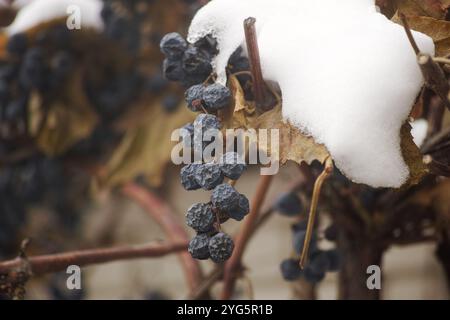 Eine Weinrebe mit verwelkten blauen Trauben im Winter. Nahaufnahme. Stockfoto