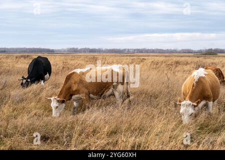 Eine friedliche Herde von Kühen weidet gemütlich auf einem teuren Feld an einem bewölkten Tag und genießt das frische Gras und die Umgebung. Eine große Kuhherde ist gr Stockfoto