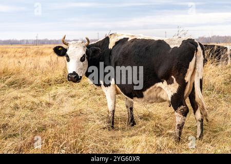 Schöne Rinder fressen Gras, weiden auf der Weide. Rinderherde aus Freilandhaltung, die in einem landwirtschaftlichen Betrieb regenerativ gezüchtet wird. Nachhaltige Landwirtschaft Stockfoto