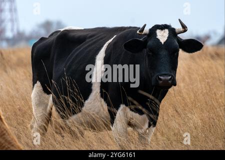 Schöne Rinder fressen Gras, weiden auf der Weide. Rinderherde aus Freilandhaltung, die in einem landwirtschaftlichen Betrieb regenerativ gezüchtet wird. Nachhaltige Landwirtschaft Stockfoto