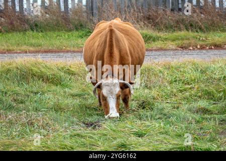 In einem üppig grünen Feld steht eine braune und weiße Kuh friedlich, mit malerischen Häusern im Hintergrund Stockfoto