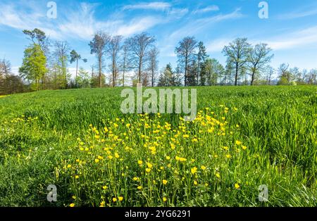 Eine Gruppe gelber Ringelblumen auf der Wiese - Frühling Stockfoto