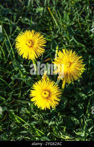 Drei gelbe Löwenzahnblüten auf der Wiese - vertikal Stockfoto