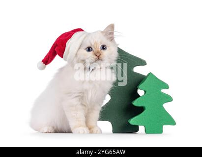 Niedliches Little Point Sacred Birman Katzenkätzchen, seitlich neben grünen Kartonbäumen mit rotem Weihnachtsmann-Hut. Ich schaue neugierig auf die Kamera mit Stockfoto