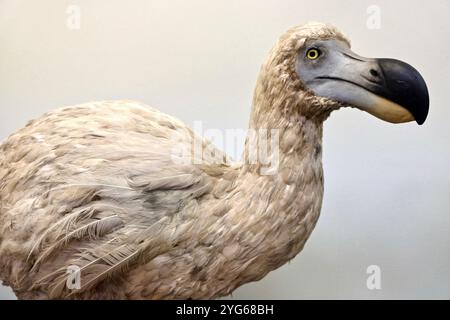 Ein ausgestopftes Modell eines weißen Dodos im Natural History Museum, London, ein gefälschtes, spätviktorianisches Komposit, hergestellt aus Teilen anderer Vögel. Stockfoto