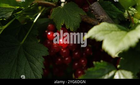 An einem Busch hängen Haufen reifer roter Johannisbeeren. Gesundes Lebensmittelkonzept. Die Beeren der roten Johannisbeere als Vitaminernährung für Veganer. Stockfoto