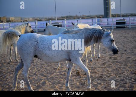 Doha Katar: Weißes arabisches Pferd am Strand Stockfoto