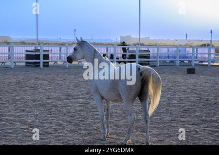 Doha Katar: Weißes arabisches Pferd am Strand Stockfoto