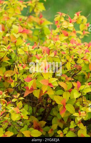 Spiraea japonica Walbertons Zauberteppich, japanische Spiraea, rote Blätter im Frühjahrsalter bis gelb im Laufe der Zeit Stockfoto