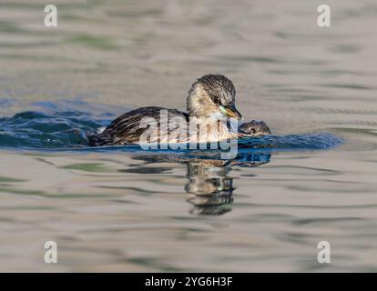 Zwei kleine Laubvögel, Tachybaptus ruficollis, Grundgefieder, ein Elternvogel schwimmt zusammen mit seinem Jungtier und lehrt ihm, zum Füttern zu tauchen Stockfoto