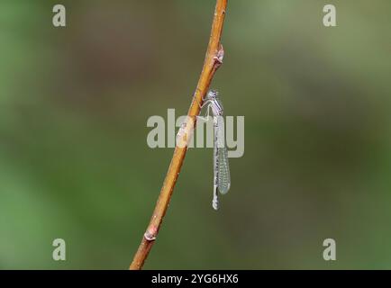 Gemeine blaue Damselfliege oder gemeine blaue unreife Frau - Enallagma cyathigerum Stockfoto