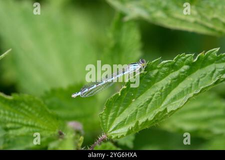 Gemeine blaue Damselfliege oder gemeine blaue weibliche blaue Form - Enallagma cyathigerum Stockfoto