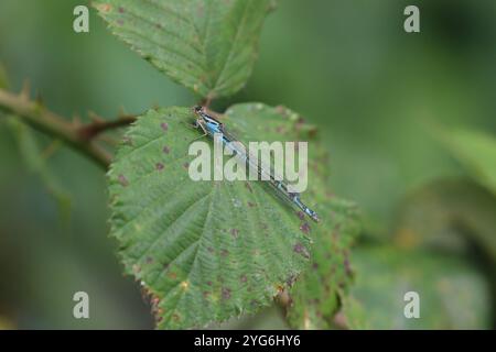 Gemeine blaue Damselfliege oder gemeine blaue weibliche blaue Form - Enallagma cyathigerum Stockfoto