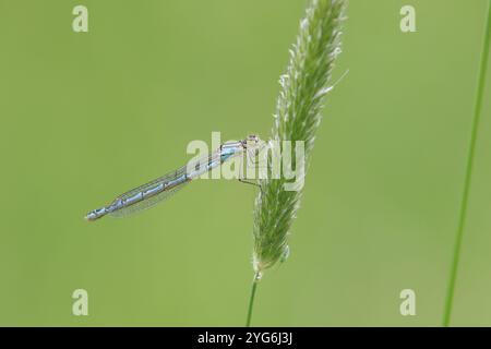 Gemeine blaue Damselfliege oder gemeine blaue weibliche blaue Form - Enallagma cyathigerum Stockfoto