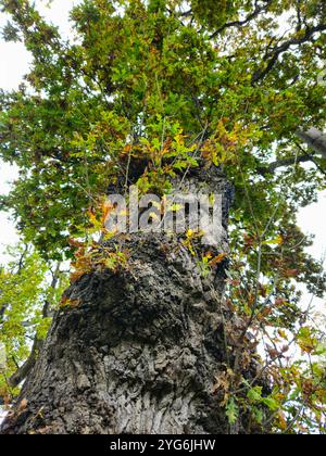 Porträt eines herbstlichen Herbstbaumes mit grünen und gelben Blättern, von unten aufgenommen Stockfoto