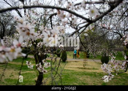 Srinagar, Kaschmir. 21. März 2021. Einheimische und Besucher genießen die Landschaft und den Badamwari-Garten und seine blühenden Mandelbäume in Srinagar, im indischen Kaschmir. Der Garten, der am 21. März für die Öffentlichkeit geöffnet wurde, befindet sich in den Ausläufern des historischen Hari Parbat oder „Koh-e-Maran“ Hügels mit der Festung Durrani und ist ein wichtiger Ort in Srinagar sowohl für Einheimische als auch für Touristen Stockfoto