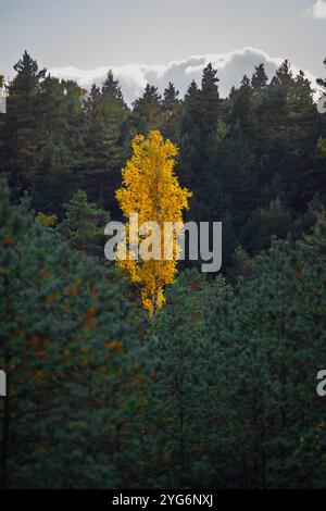 Einsame Birke im Kiefernwald, gelb gefärbt im Herbst Stockfoto