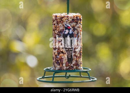 Małe Flaumspecht ernährt sich von Samen aus einem Vogelfutter Stockfoto