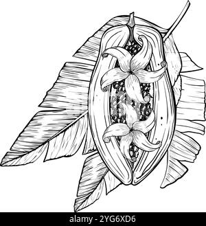 Papaya-Frucht mit Palmblättern und weißen Blüten der Pfotenbaum-Vektor-Illustration. Lineare Zeichnung exotischer tropischer Pflanzen. Umrisszeichnung von Saftfutter auf isoliertem Hintergrund für das Produktetikett. Stock Vektor