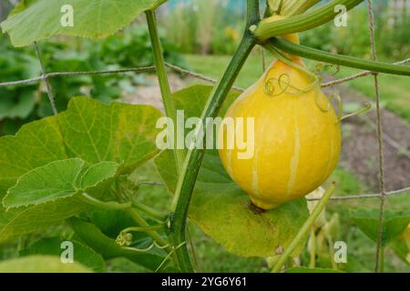 Großer gelber Winterkürbis, Uchiki kuri, hängt von der Weinrebe in einem Gemüsegarten Stockfoto