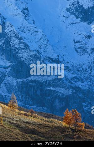 Lärchen in ihren Herbstfarben unter einem verschneiten Hang Stockfoto