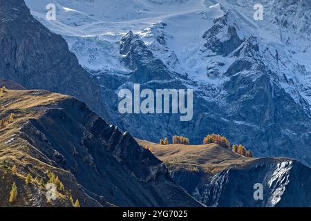 Einige Lärchen erleuchteten in ihren Herbstfarben auf einem Hügel unter verschneiten Hängen von La Meije Stockfoto