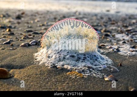 Isle Of Palms, Usa. November 2024. Das Sonnenlicht durchquert das Segel einer gestrandeten portugiesischen Qualle, die bei Sonnenaufgang am Front Beach am 6. November 2024 in Isle of Palms, South Carolina, liegt. Jahreszeitliche Winde wehen regelmäßig den giftigen Kriegsmann an Land vom vorbeiziehenden Gulf Stream. Quelle: Richard Ellis/Richard Ellis/Alamy Live News Stockfoto