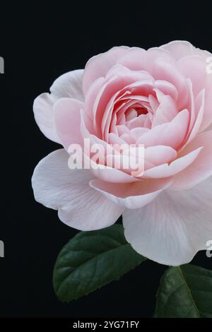 Eine zarte, hellrosa David Austin Queen of Sweden Rose in voller Blüte, mit sanft gestuften Blütenblättern vor dunklem Hintergrund. Stockfoto