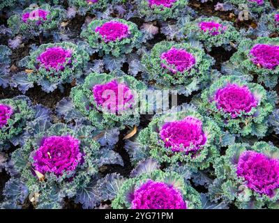 Zierkohl (Brassica oleracea var. Acephala) in Reihen gepflanzt, Stockfoto