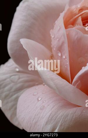 Eine zarte, hellrosa David Austin Queen of Sweden Rose in voller Blüte, mit zarten mehrschichtigen Blütenblättern und Regentropfen vor dunklem Hintergrund. Stockfoto