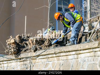 Kislowodsk, Russland - 2. Dezember 2023: Entfernung von Stümpfen aus Büschen, Stützmauer entlang der K.-Marx-Straße, Kislowodsk Stockfoto