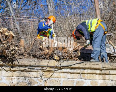 Kislowodsk, Russland - 2. Dezember 2023: Arbeiter entwurzeln Baumstümpfe manuell Stockfoto