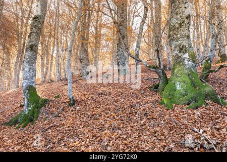 Buchenwald von Pacino bei Sallent de Gállego, Tena-Tal, Huesca, Spanien Stockfoto