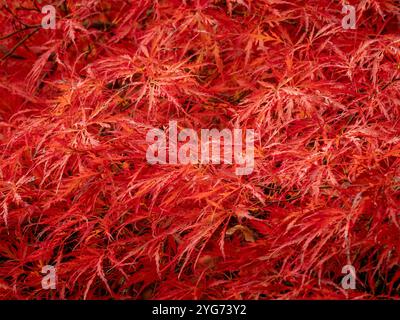 Acer palmatum 'Dissectum Atropurpureum' Baum im Herbst. Stockfoto