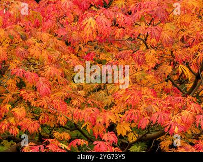 Bernsteinfarbene und rote Blätter des Acer palmatum-Baumes, im Herbst. Stockfoto