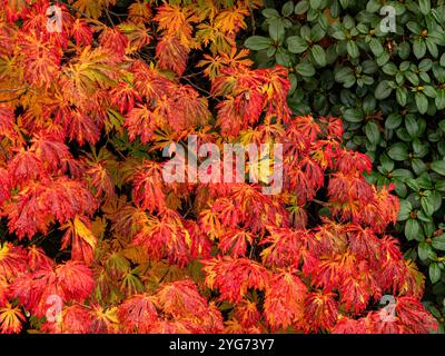 Rote Blätter des Acer Palmatum-Baumes im Herbst standen im Kontrast zu immergrünen Azaleablättern in einem britischen Garten. Stockfoto