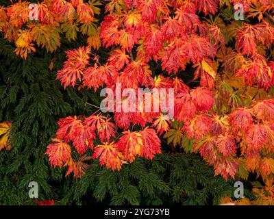 Rote Blätter des Acer Palmatum-Baumes im Herbst standen im Kontrast zu immergrünen Kiefernnadeln in einem britischen Garten. Stockfoto