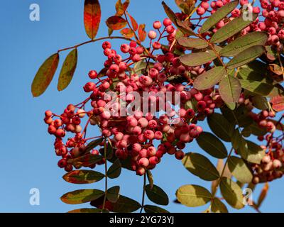 Nahaufnahme von Sorbus pseudohupehensis 'Rosa Pagode', gesehen vor einem blauen Himmel. UK Stockfoto