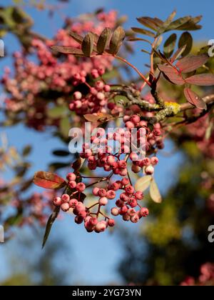 Nahaufnahme von Sorbus pseudohupehensis 'Rosa Pagode', gesehen vor einem blauen Himmel. UK Stockfoto